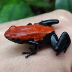 Adelphobates galactonotus 'Rood', Amfibie, 0 tot 2 jaar