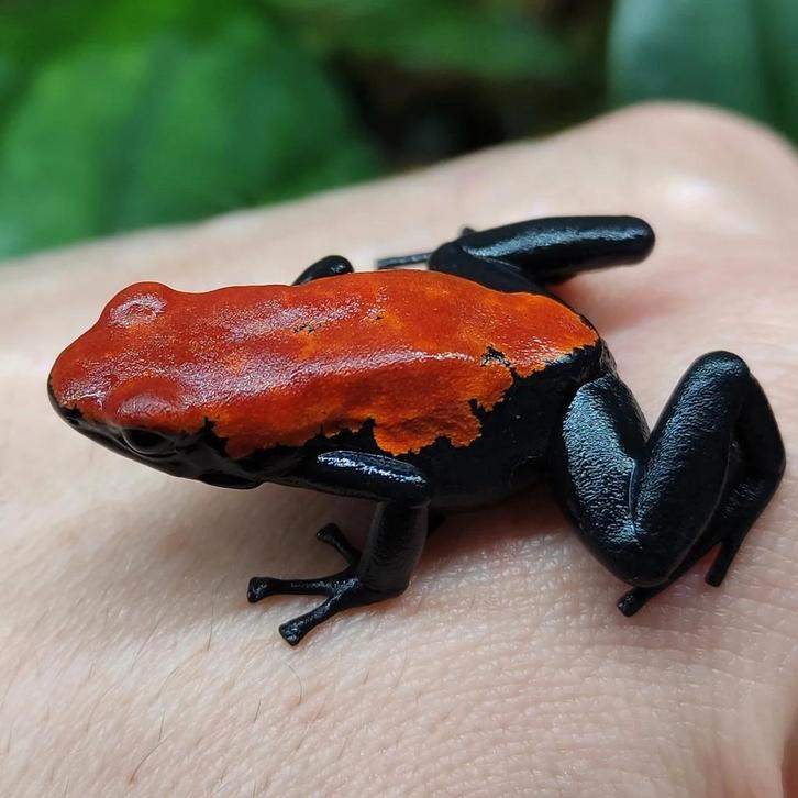 Adelphobates galactonotus 'Rood', Dieren en Toebehoren, Reptielen en Amfibieën, Amfibie, 0 tot 2 jaar