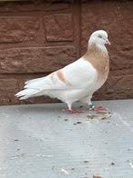 Altenburger trommelduif. Meerdere koppels., Dieren en Toebehoren, Meerdere dieren, Overige soorten