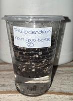 Philodendron nangaritense (2), Huis en Inrichting, Kamerplanten, Ophalen of Verzenden, Overige soorten, Minder dan 100 cm