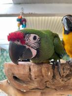 Soldate Ara | Getest | Lief | Aanhankelijk | Getrained