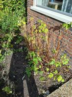 Gratis Frambozenstruik(en)  (zelf scheppen), Tuin en Terras, Planten | Tuinplanten, Ophalen, Volle zon, Vaste plant, Zomer