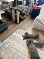3 Kittens mogen hun nestje verlaten, Meerdere dieren, Kortharig, 0 tot 2 jaar
