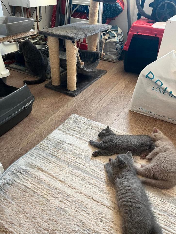 3 Kittens mogen hun nestje verlaten, Dieren en Toebehoren, Katten en Kittens | Overige Katten, Kortharig, Meerdere dieren, 0 tot 2 jaar