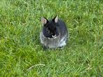 Lieve dwergkonijntjes te koop, Dieren en Toebehoren, Konijnen, Meerdere dieren, Dwerg