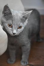 Britse korthaar kittens te koop, Dieren en Toebehoren, Katten en Kittens | Raskatten | Korthaar, Meerdere dieren, Ontwormd, 0 tot 2 jaar
