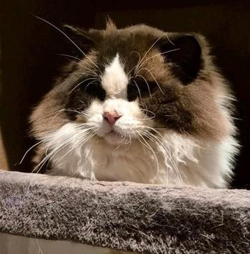 Ragdoll Seal Bicolor dekkater | MET STAMBOOM  beschikbaar voor biedingen