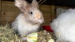 Twee mooie lieve teddy widder konijnen, Dieren en Toebehoren, Konijnen, Klein, Vrouwelijk, 0 tot 2 jaar
