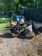 4 jonge hanen 1 hen, Dieren en Toebehoren, Pluimvee, Meerdere dieren, Kip