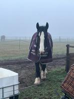 Perfect voor KOUDBLOEDEN. Felix Buhler halve hals 195. 0g, Ophalen of Verzenden