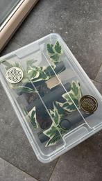 Wimpergekko starterset, Dieren en Toebehoren, Reptielen en Amfibieën | Toebehoren, Ophalen