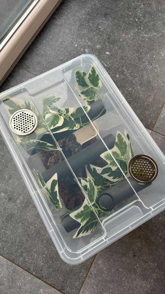 Wimpergekko starterset, Dieren en Toebehoren, Reptielen en Amfibieën | Toebehoren, Ophalen