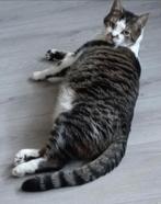 Kat, Dieren en Toebehoren, Katten en Kittens | Overige Katten, Kater, Kortharig, 6 jaar of ouder