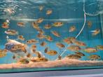 Tilapia Mariae, Vis, Zoetwatervis
