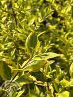 Ligustrum ovalifolium 'Aureum' Bonte Haagliguster Haag, Ophalen of Verzenden, Liguster, Haag, Minder dan 100 cm