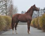 knappe 2,5 jarige merrie v.Furst Jazz, Dieren en Toebehoren, Paarden, Merrie, Gechipt, Dressuurpaard, 0 tot 2 jaar