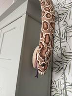 Knuffel slang - Jungle/Safari Thema!, Ophalen, Zo goed als nieuw, Overige typen