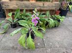 6x Vingerhoedskruid Digitalis purpurea, Ophalen, Zomer, Volle zon