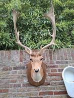 Opgezette kop damhert taxidermy opgezet hert gewei jacht, Ophalen, Zo goed als nieuw