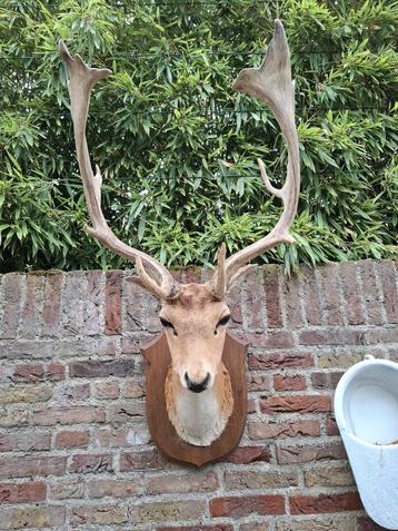 Opgezette kop damhert taxidermy opgezet hert gewei jacht beschikbaar voor biedingen