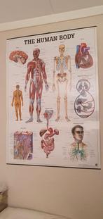 Poster 70cmx100cm gelamineerd de anatomie van het lichaam, Verzamelen, Posters, Ophalen of Verzenden, Zo goed als nieuw