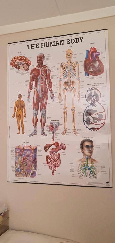 Poster 70cmx100cm gelamineerd de anatomie van het lichaam, Verzamelen, Posters, Zo goed als nieuw, Ophalen of Verzenden
