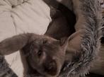 Britse  kittens , smoky , blauw  en zwart, Dieren en Toebehoren, Katten en Kittens | Raskatten | Korthaar, Meerdere dieren, Ontwormd