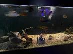 Groot aantal malawi chicliden te koop, Dieren en Toebehoren, Vissen | Aquariumvissen, Vis