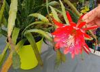 cactus - Epiphyllum RED TIP, Ophalen of Verzenden, Cactus, Volle zon, Minder dan 100 cm