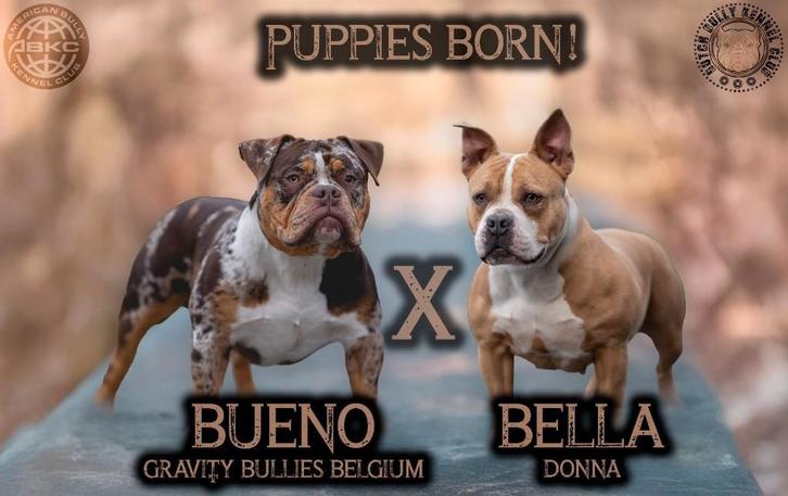 Pocket bully pups, Dieren en Toebehoren, Honden | Bulldogs, Pinschers en Molossers, Meerdere dieren, Overige rassen, Particulier