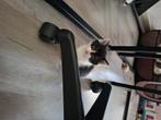 Twee lieve kittens, Poes, Ontwormd, 0 tot 2 jaar