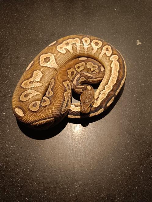Ballpython 1.0 cinnamon mojave pos het ghost/pied, Dieren en Toebehoren, Reptielen en Amfibieën, Slang