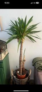 Plant met pot, Groene kamerplant, Ophalen of Verzenden, Halfschaduw, Minder dan 100 cm