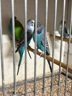 Blackface grasparkieten, Dieren en Toebehoren, Vogels | Parkieten en Papegaaien, Meerdere dieren, Parkiet, Geringd