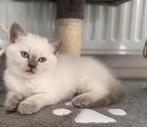 Lieve Kitten te Koop - 1 Vrouwtje beschikbaar, Dieren en Toebehoren, Katten en Kittens | Raskatten | Korthaar, Meerdere dieren