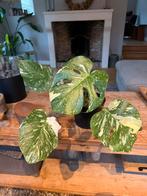 Monstera Thai Constellation, Huis en Inrichting, Kamerplanten, Overige soorten, In pot, Minder dan 100 cm, Groene kamerplant