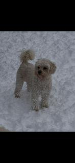 Herplaatser zoekt nieuw huisje!, Dieren en Toebehoren, Overige rassen, CDV (hondenziekte), Teef, Meerdere