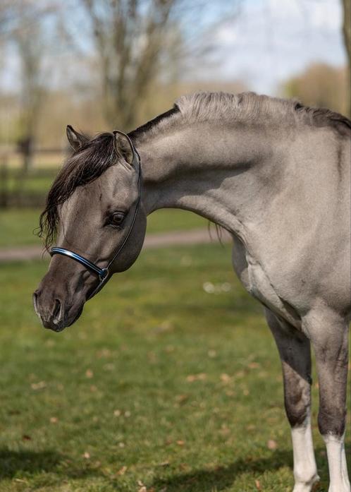 Unieke homozygoot Dun smokey grullo aspc amhr bmp ter dekkin, Dieren en Toebehoren, Paarden en Pony's | Dekhengsten en Fokmerries