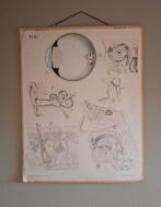 Antieke Zoologisch Onderwijskaart P. Dybdhals, Ophalen of Verzenden