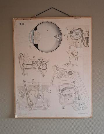 Antieke Zoologisch Onderwijskaart P. Dybdhals beschikbaar voor biedingen