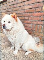 Chow chow, Dieren en Toebehoren, Honden | Poolhonden, Keeshonden en Oertypen, Rabiës (hondsdolheid), Teef, Poolhond, Eén hond