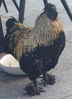 Gratis krielhaan, Dieren en Toebehoren, Pluimvee, Mannelijk, Kip