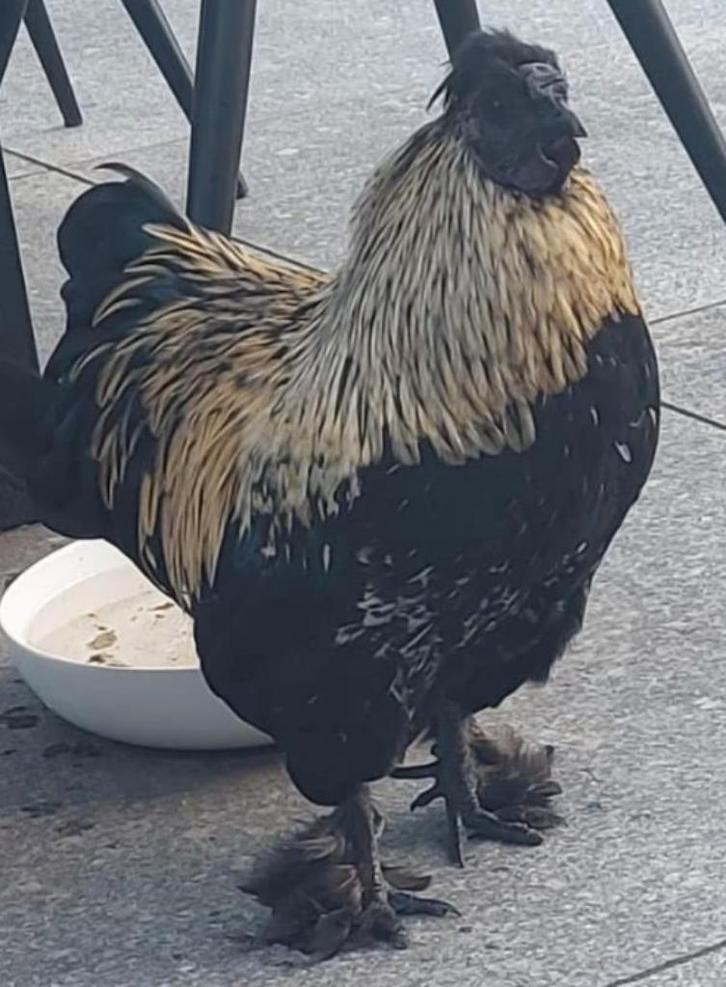 Gratis krielhaan, Dieren en Toebehoren, Pluimvee, Kip, Mannelijk