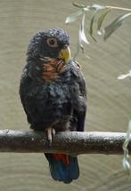 Gezocht pionus bronsvleugel pop, Dieren en Toebehoren, Vogels | Parkieten en Papegaaien, Vrouwelijk, Papegaai, Geringd