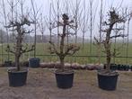 Pyrus 'Gieser Wildeman' laagstam oude stoofpeer bomen!, Lente, Volle zon, Ophalen of Verzenden, 100 tot 250 cm