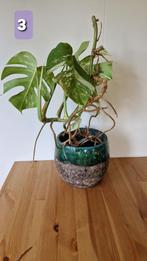 Plant Monstera Deliciosa Thai Constellation !, Ophalen, Overige soorten, In pot
