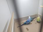 Nog 2 blauwe grasparkieten poppen, Vrouwelijk, Parkiet