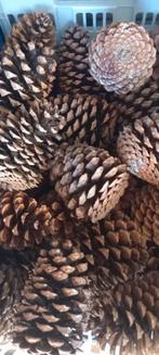 60 grote Dennenappels 10 11 12 cm, Ophalen of Verzenden, Zo goed als nieuw