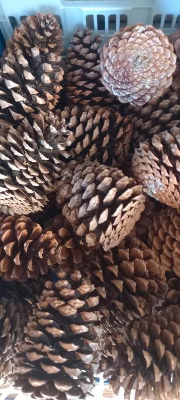60 grote Dennenappels 10 11 12 cm beschikbaar voor biedingen