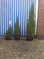 thuja smaragd vanaf  60-80 cm, Ophalen, Conifeer, 100 tot 250 cm